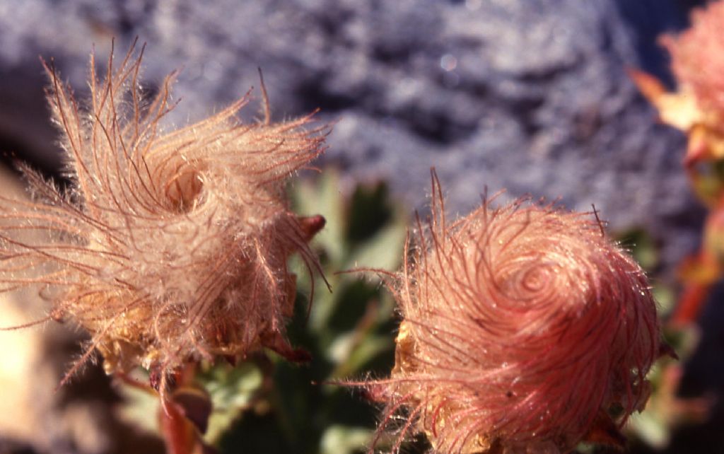 Pianta alpina - Geum reptans